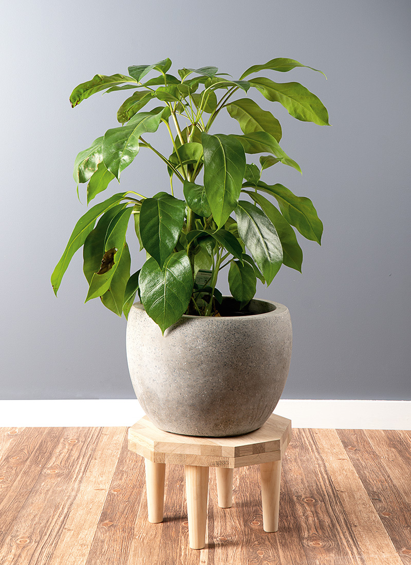 A potted plant on a chair